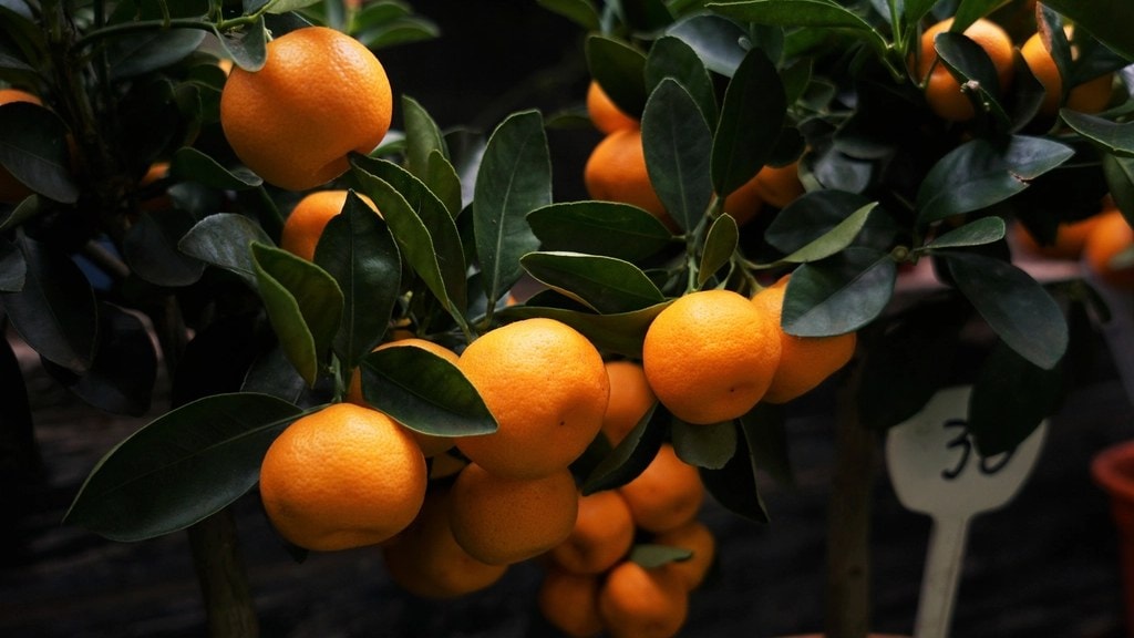 AI Is Fertilizer. Now We Have to Learn to Prune. ๐ณ